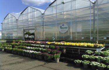 Vaiuso Farms Inc.