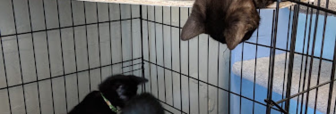 Kitty Quarters