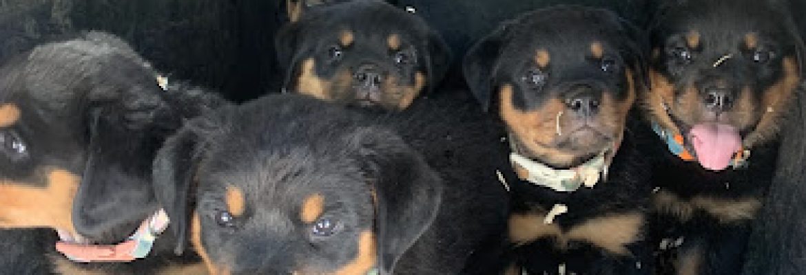Vom Black Bear Rottweiler