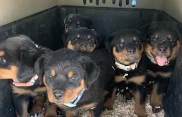Vom Black Bear Rottweiler