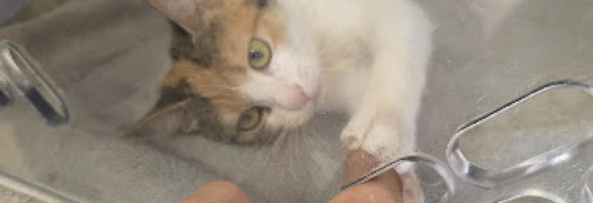 Bridgeport Animal Control