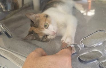 Bridgeport Animal Control
