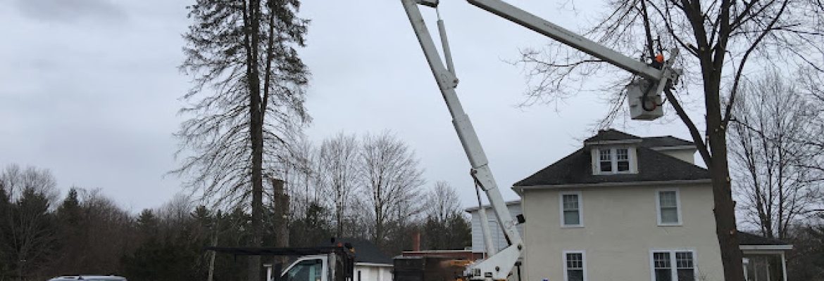 Watson Treeworks