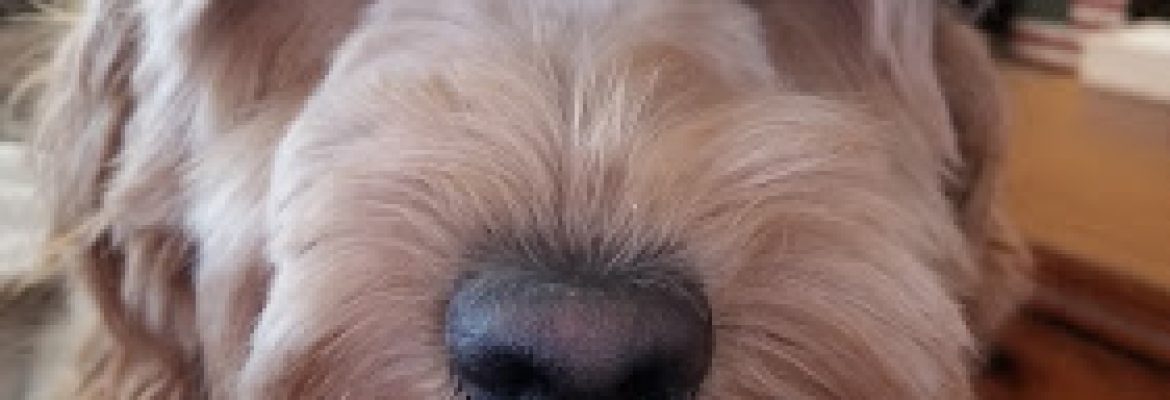 Powderhill Goldens