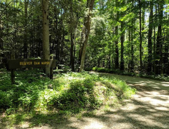 Natchaug State Forest