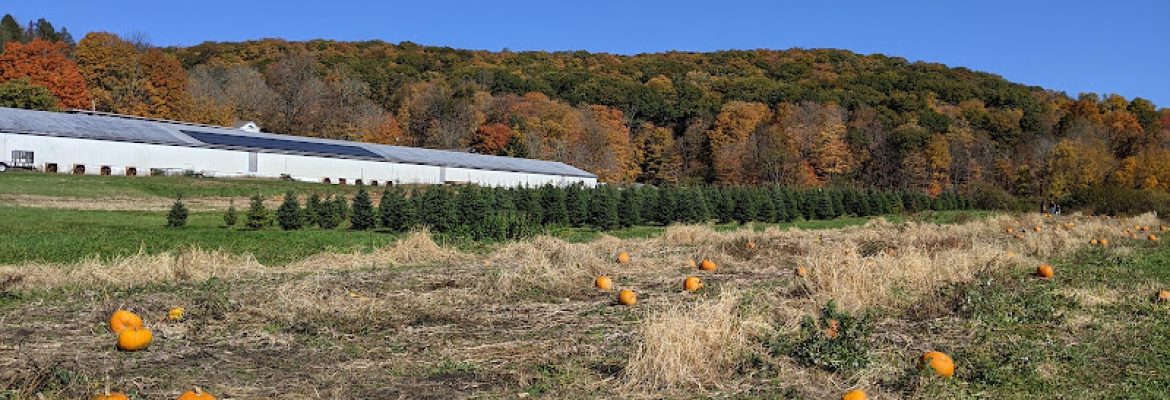 Angevine Christmas Tree Farm & Pumpkin Patch