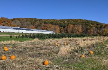 Angevine Christmas Tree Farm & Pumpkin Patch