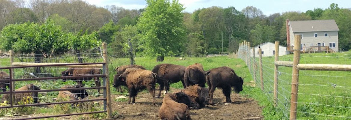 Creamery Brook Bison