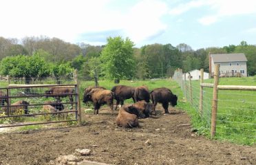 Creamery Brook Bison
