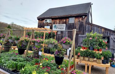 Stonington Gardens