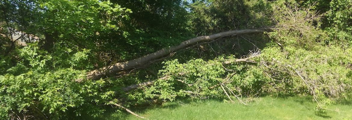 Damaged Tree Removal By Nicholas J Murano LLC, Wallingford CT