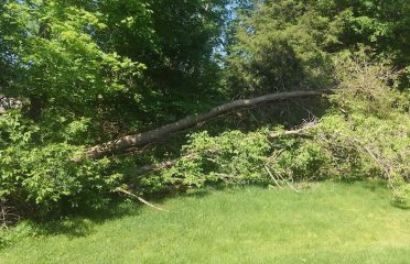 Damaged Tree Removal By Nicholas J Murano LLC, Wallingford CT