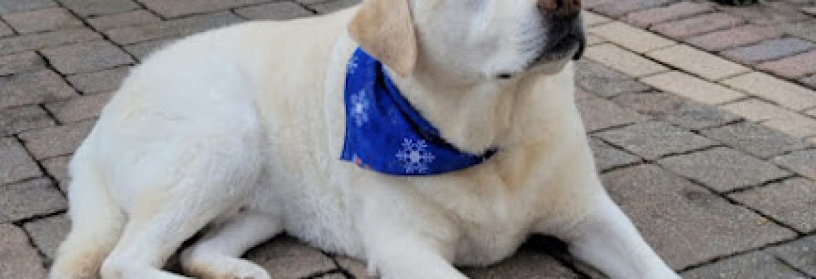 All Pets Crematory and Remembrance