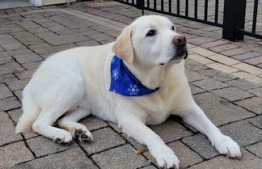 All Pets Crematory and Remembrance
