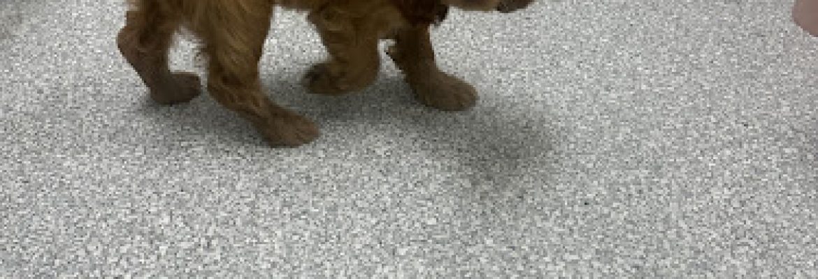 Bridgeport Puppies and Kittens