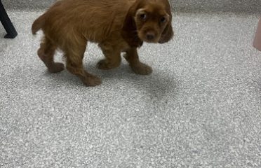 Bridgeport Puppies and Kittens