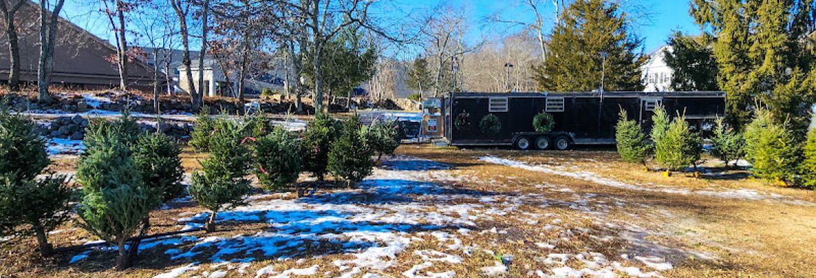 Heidi’s Vermont Evergreens