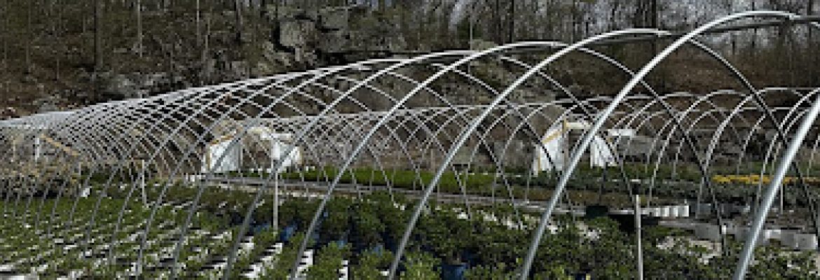 TLC Wholesale Nursery