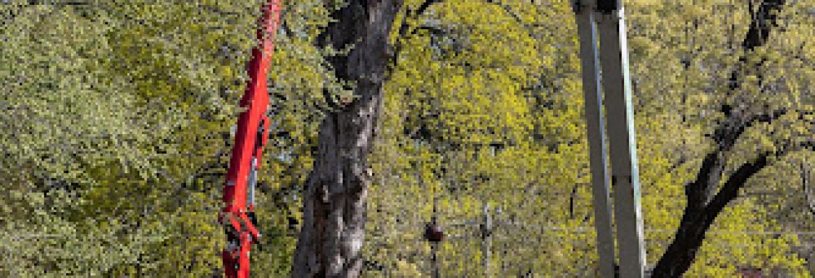 III Generation Tree Service