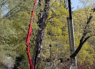 III Generation Tree Service