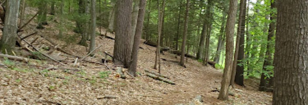 Belden Forest