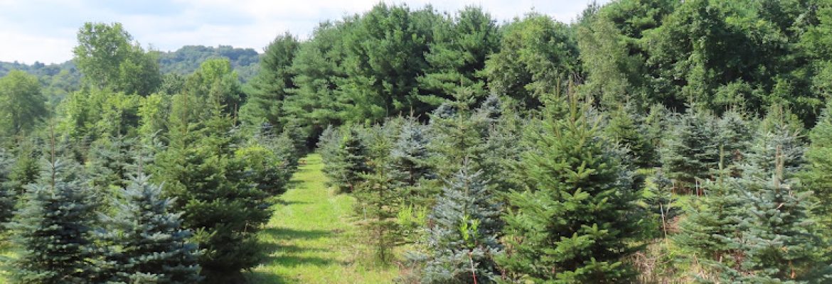 Happy Tree Acres