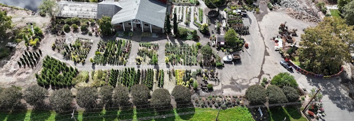 Wakemans White Birch Nursery