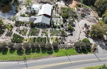 Wakemans White Birch Nursery