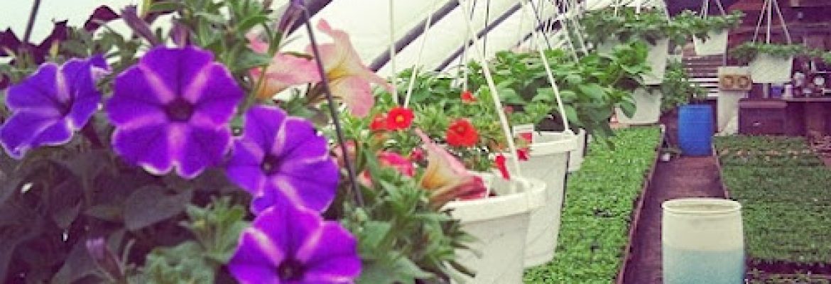 Tash Family Greenhouses