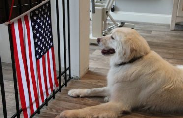 The Downtown Dog