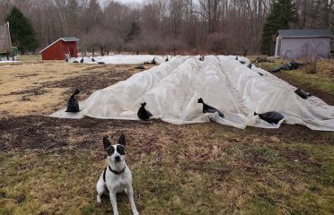A New Hope Farm