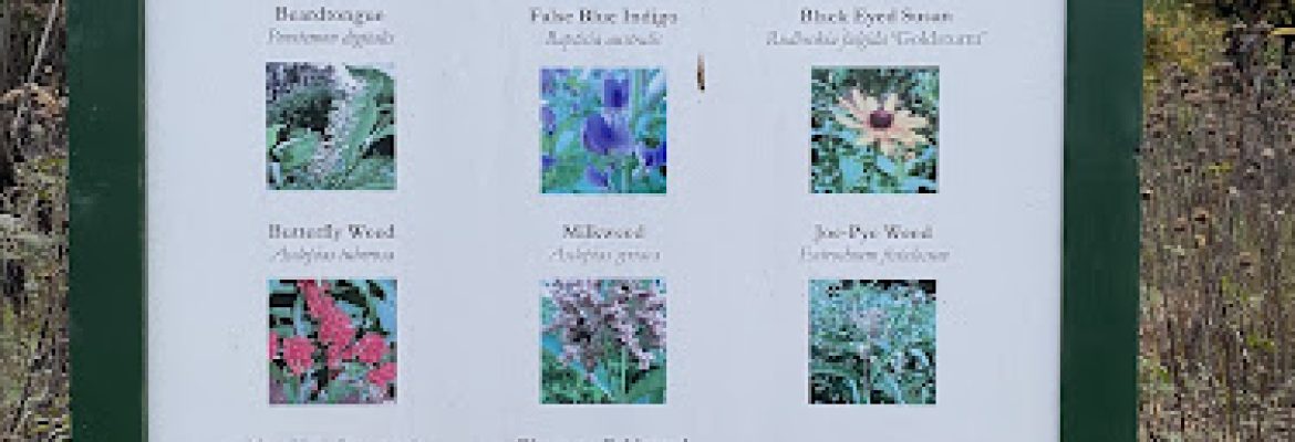Butterfly Garden