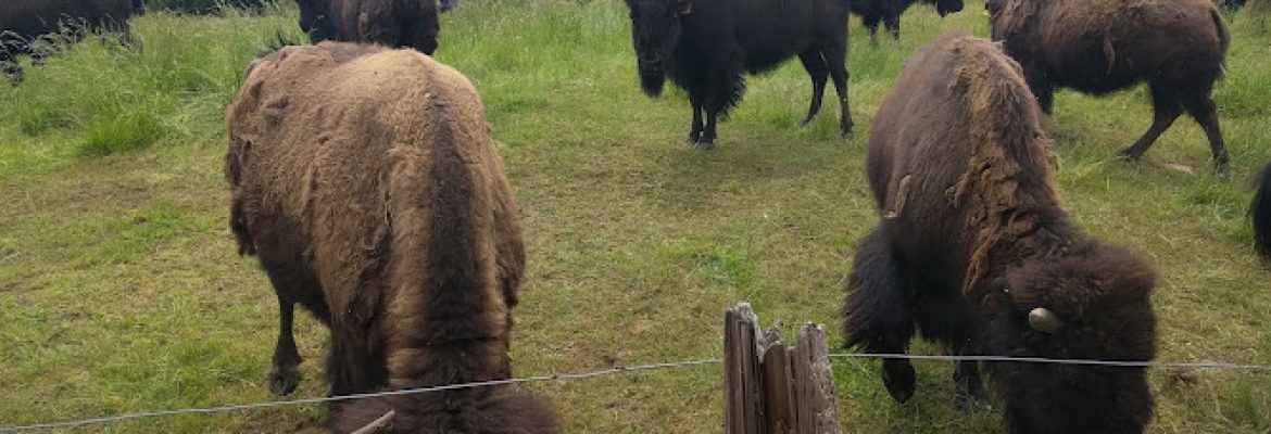 Creamery Brook Bison