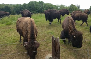 Creamery Brook Bison