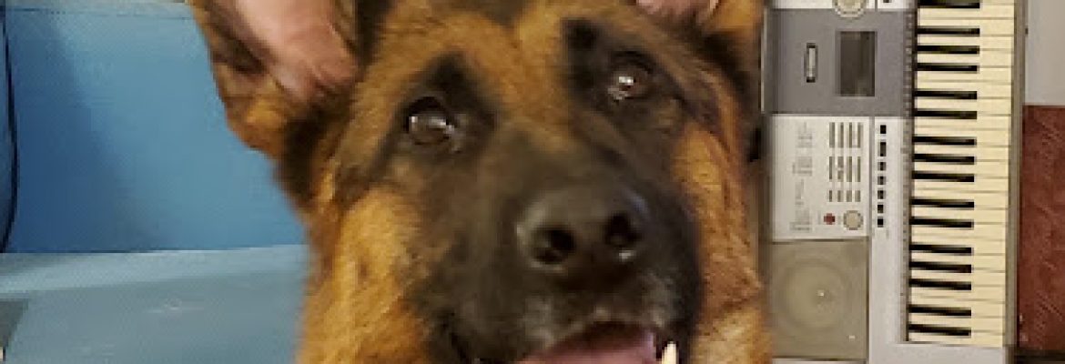 Wilhendorf Kennel-German Shepherds