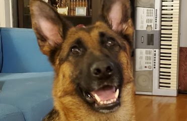 Wilhendorf Kennel-German Shepherds
