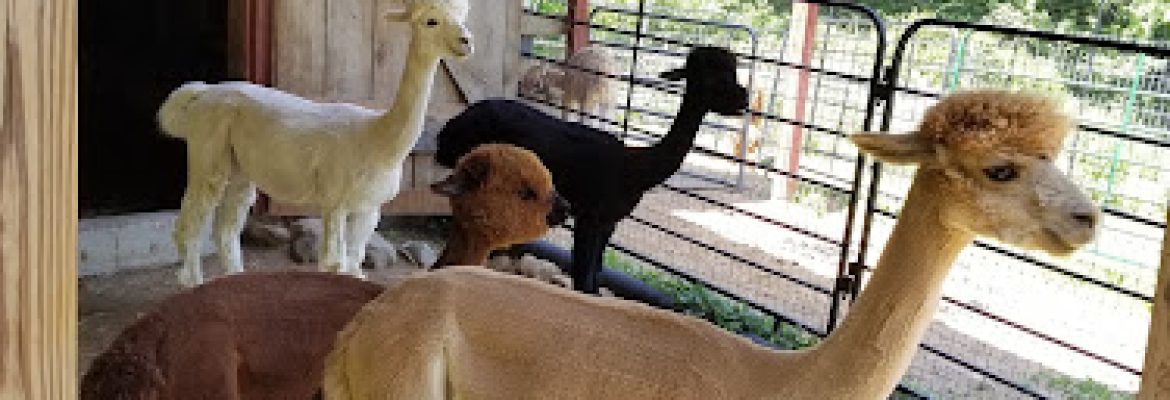 Chakana Sky Alpacas