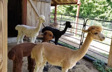 Chakana Sky Alpacas