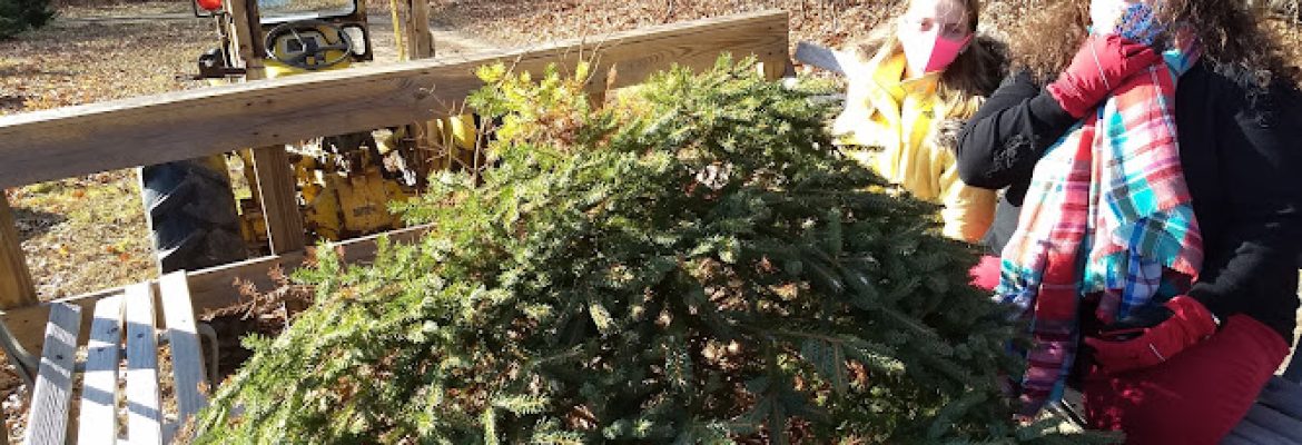 Brinks Christmas Tree Farm