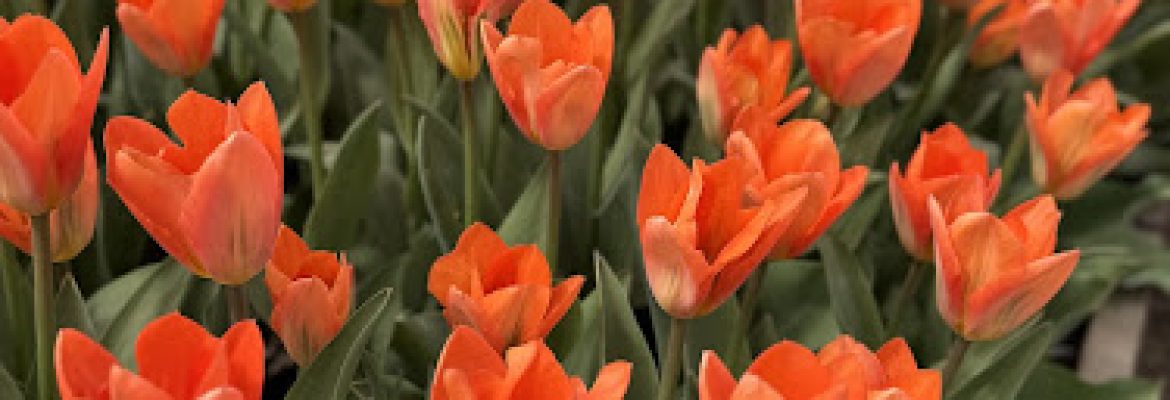 Tulip Warehouse