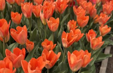 Tulip Warehouse