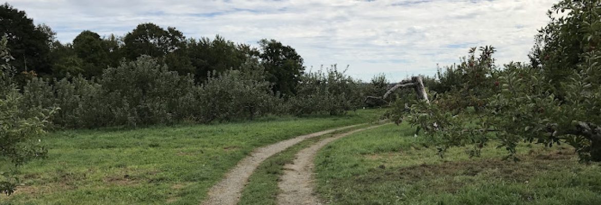 Starberry Farms