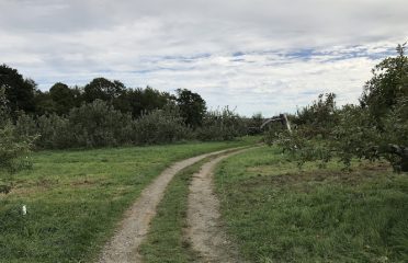 Starberry Farms