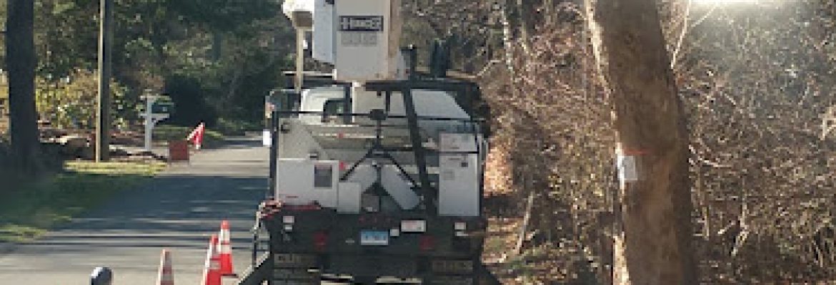 Marshall Cotta tree experts