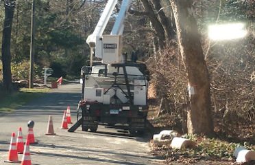 Marshall Cotta tree experts