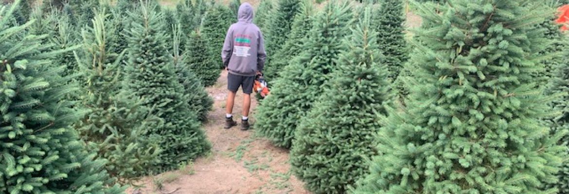 Scott’s Tree Farm