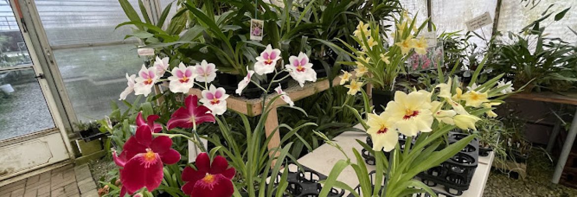 J & L Orchids
