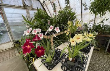 J & L Orchids