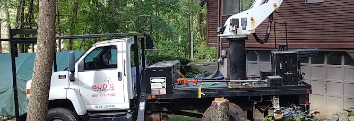 Buds Tree Removal