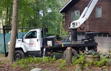 Buds Tree Removal